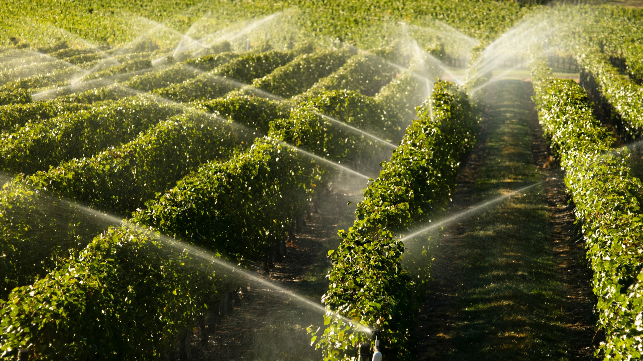 irrigation sprinkler (1)